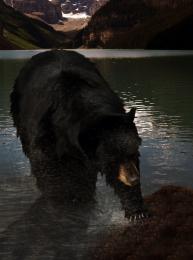 THE BEAR